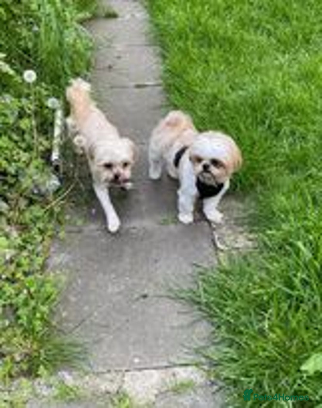 Shih Tzu dogs for sale: Five Adorable Puppies Looking for Loving Families - Image 12