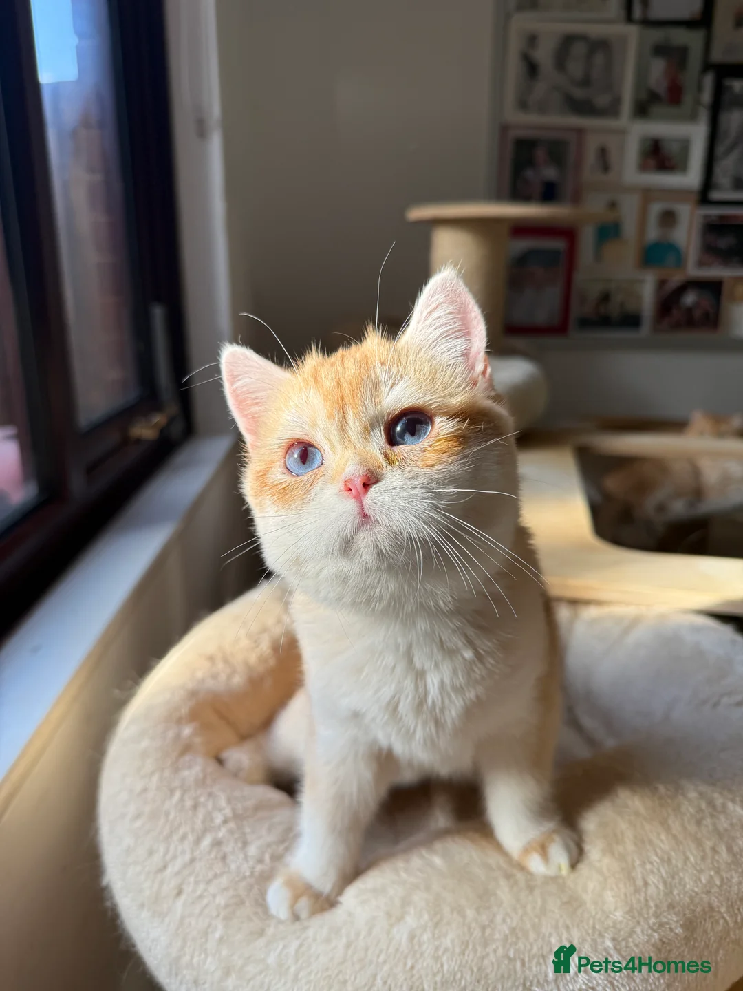 British Shorthair cats for sale: GCCF reg BSH and BLH Chocolate Golden Kittens - Advert 23