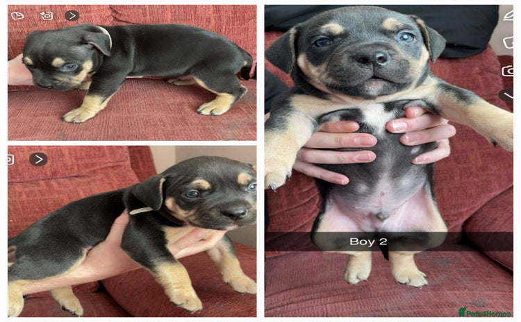 Mixed Breed dogs - Advert 15