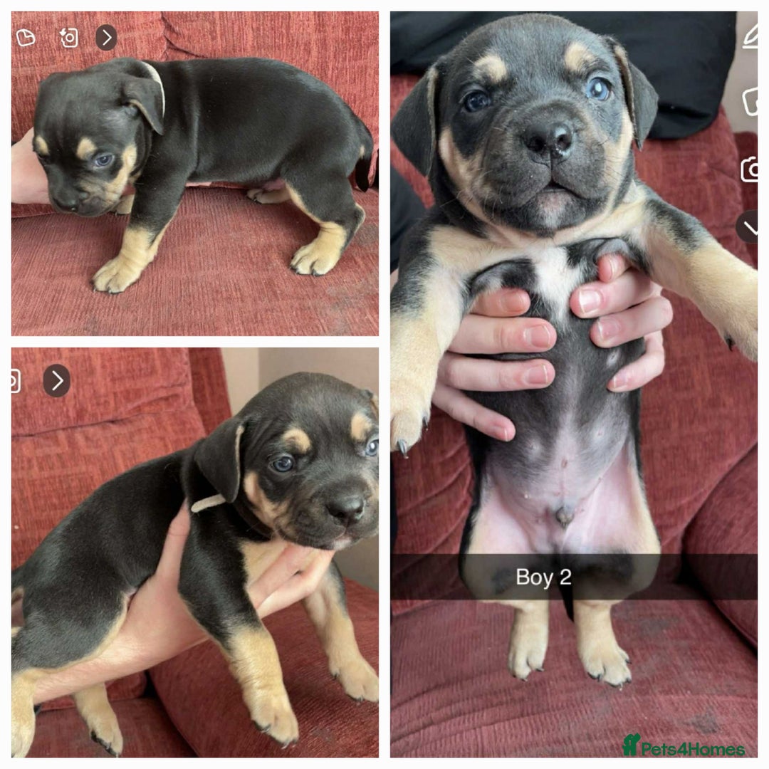 Mixed Breed dogs for sale: Lovely little pups looking for their forever homes - Image 1