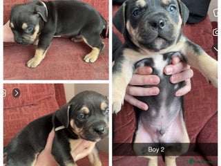 Mixed Breed dogs - Advert 6