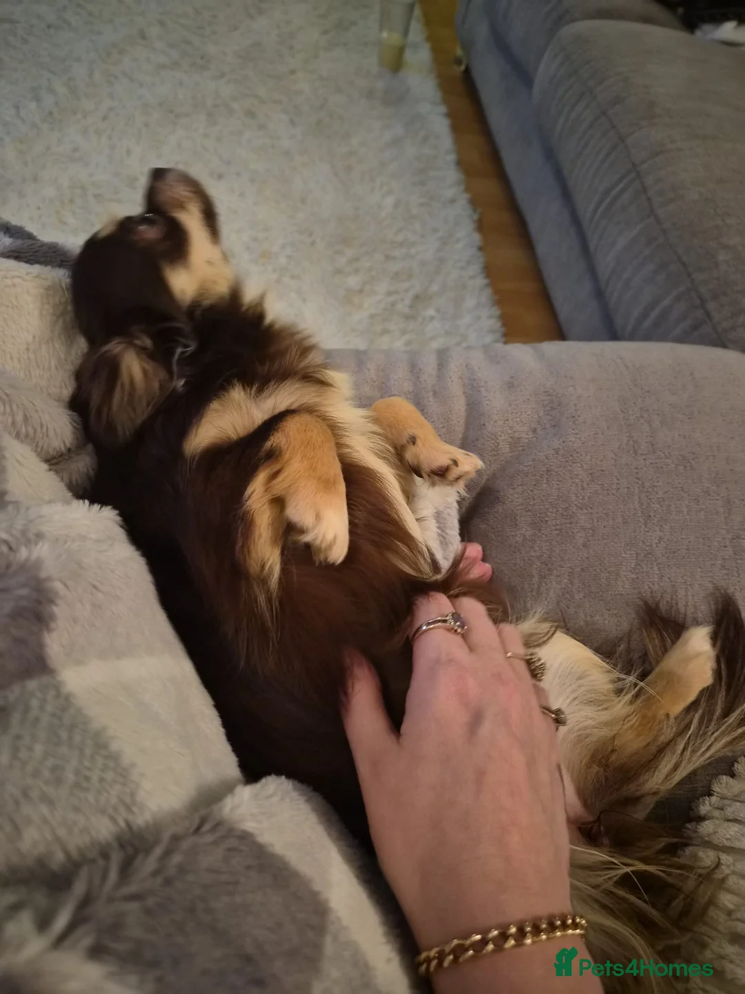 Chihuahua dogs for sale: beautiful chocolate & tan chihuahua for sale  in Rotherham - Advert 8