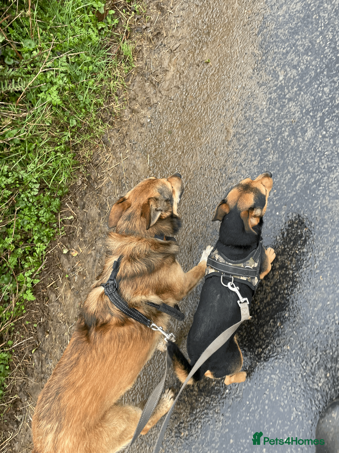 Jack Russell dogs for stud: Jack Russel for Stud Black and Tan - Advert 8