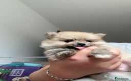 Pomeranian dogs for sale: Pomeranian pups🩵🩷 - Image 15