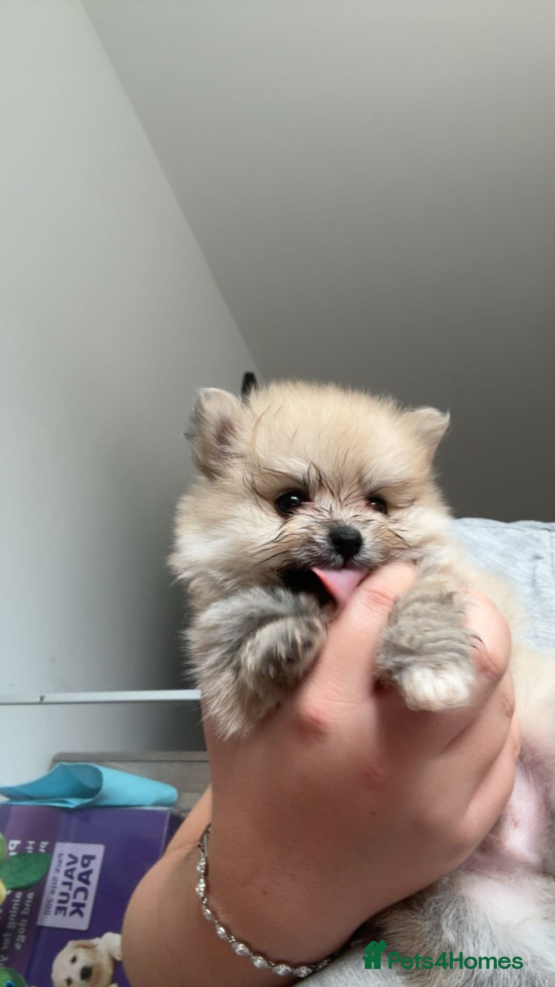 Pomeranian dogs for sale: Pomeranian pups🩵🩷 - Image 15