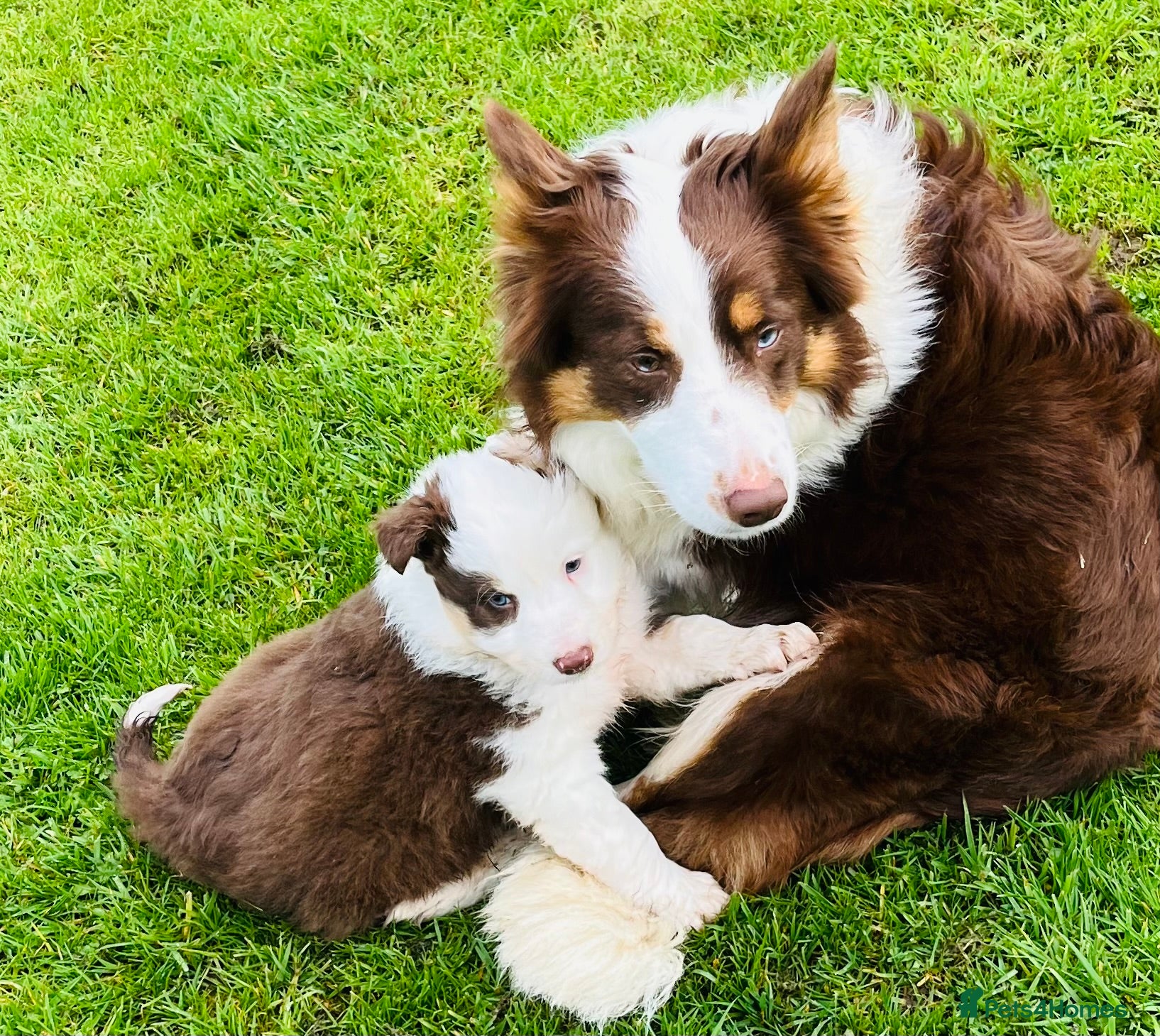 Border Collie dogs Beautiful Chocolate Tri male - Advert 3