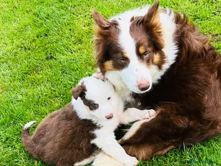 Border Collie dogs Beautiful Chocolate Tri male - Advert 3