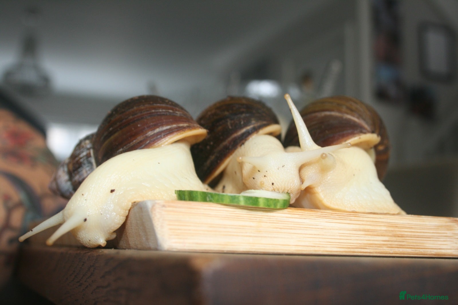 Snails invertebrates 3 x Giant African Land Snails  - Advert 1