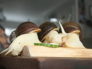 Snails invertebrates 3 x Giant African Land Snails - Advert 1