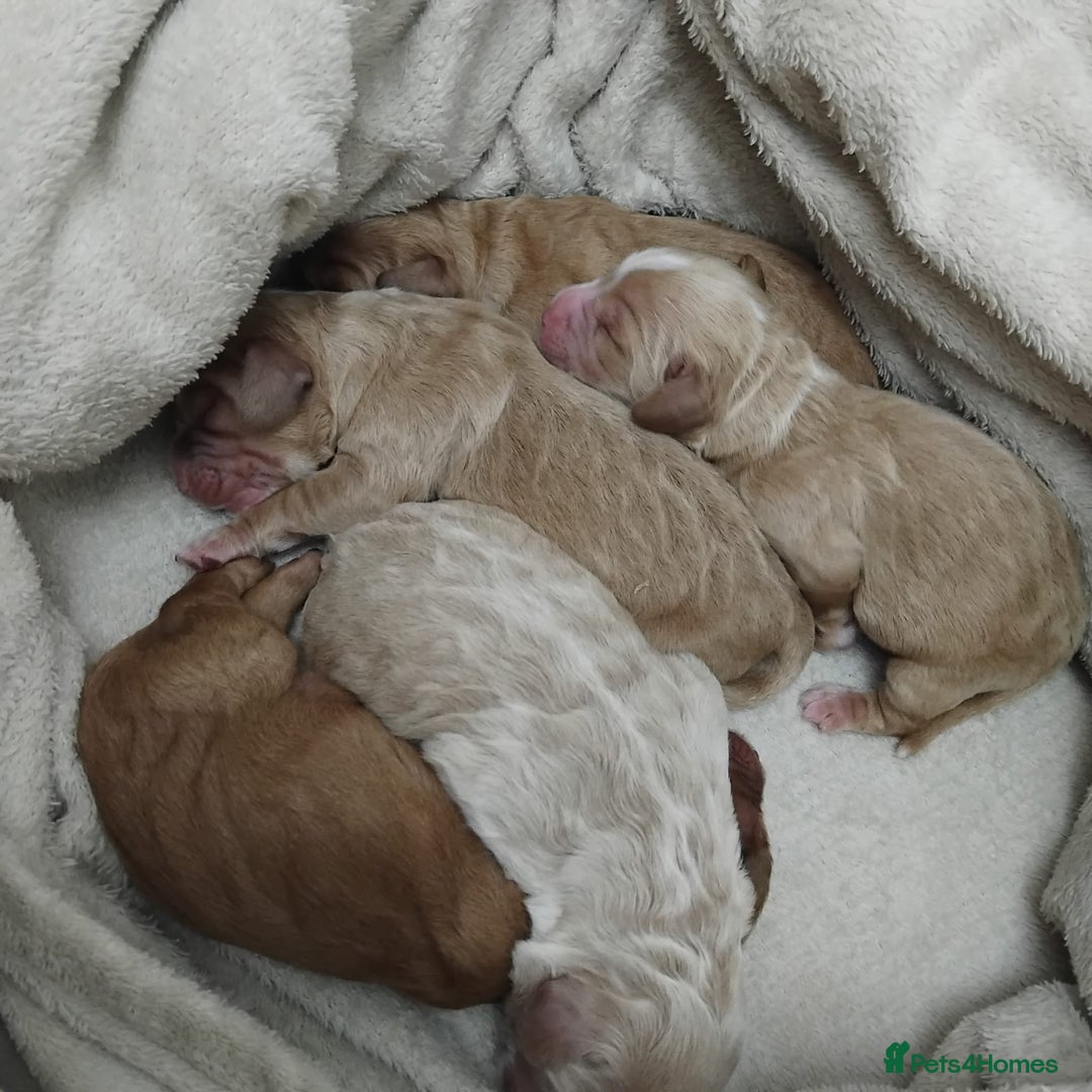 Cockapoo dogs for sale: Five Beautiful Cockerpoo Puppies  - Image 20
