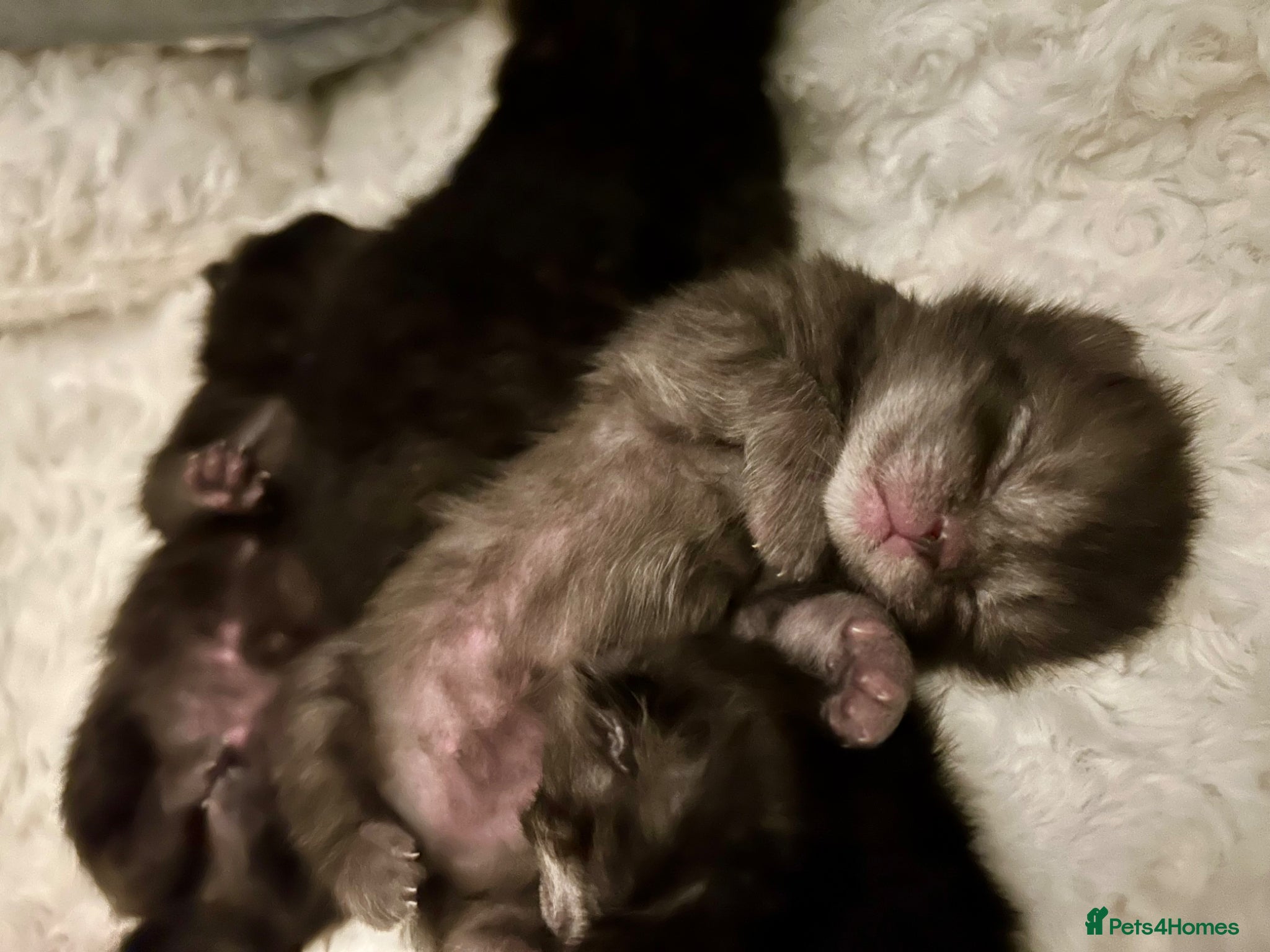 Scottish Fold cats Ragdoll x Scottish Fold - litter of 4!  - Advert 2