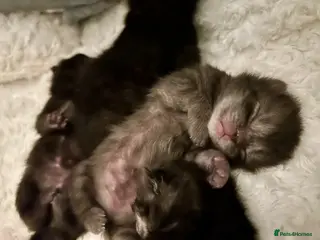 Scottish Fold cats Ragdoll x Scottish Fold - litter of 4! - Advert 2