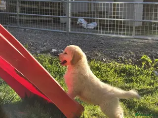 Golden Retriever dogs Beautiful Golden Retriever Puppies - Advert 9