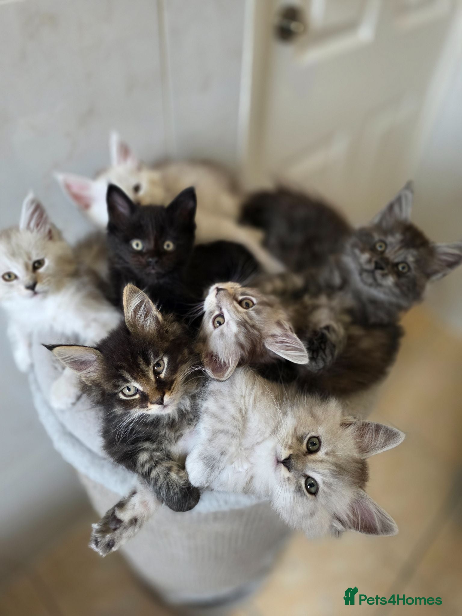 Maine Coon cats Pedigree TICA Registered Maine Coon Kittens - Advert 1