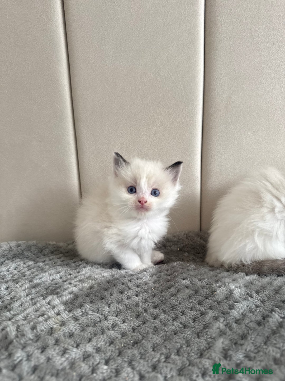 Ragdoll cats for sale: Five Beautiful Pure Breed Ragdoll Kittens🤍 - Image 38