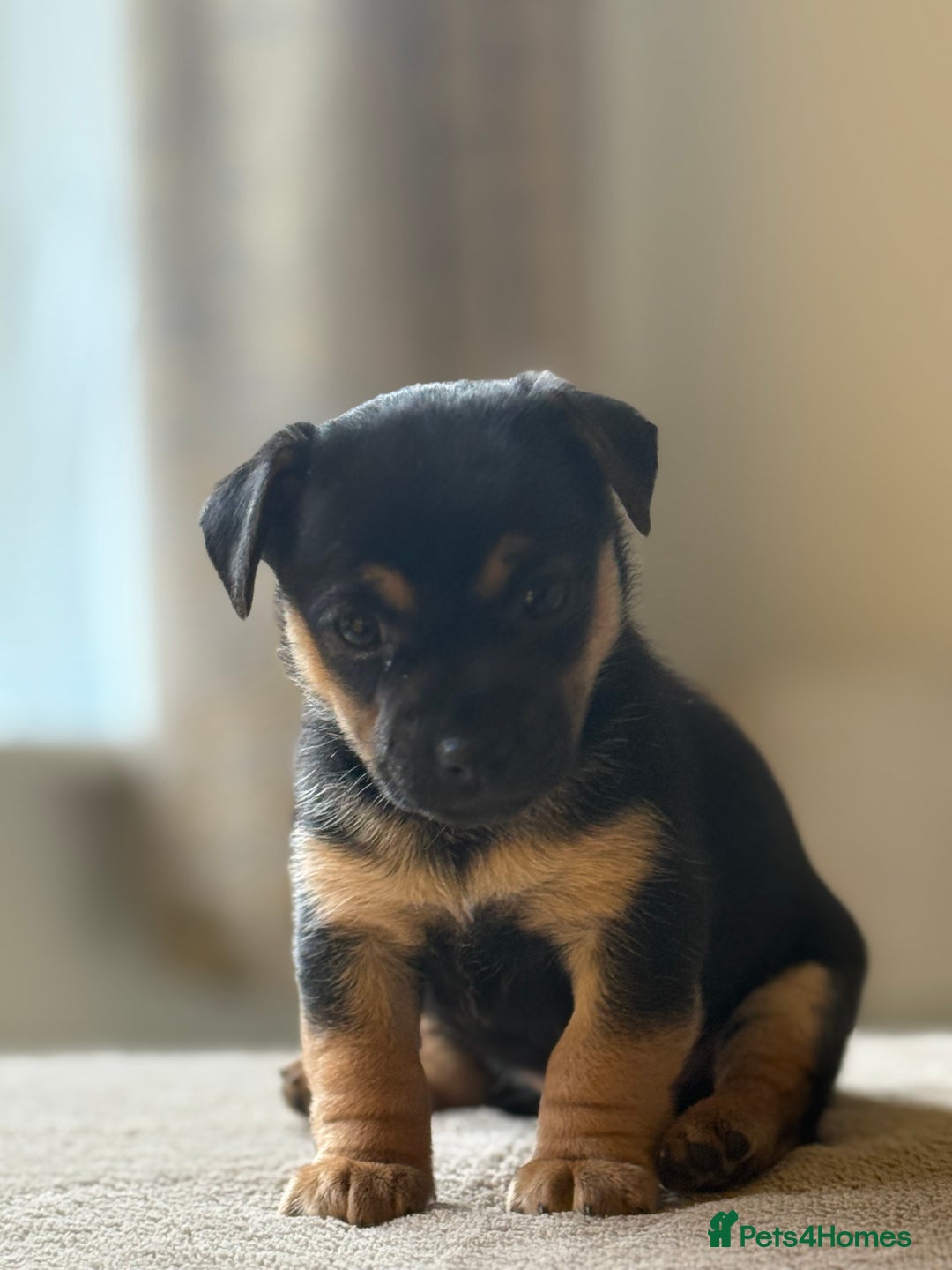 Jack Russell dogs for sale: ✨ Exceptional Miniature Jack Russell Puppies ✨ - Advert 8