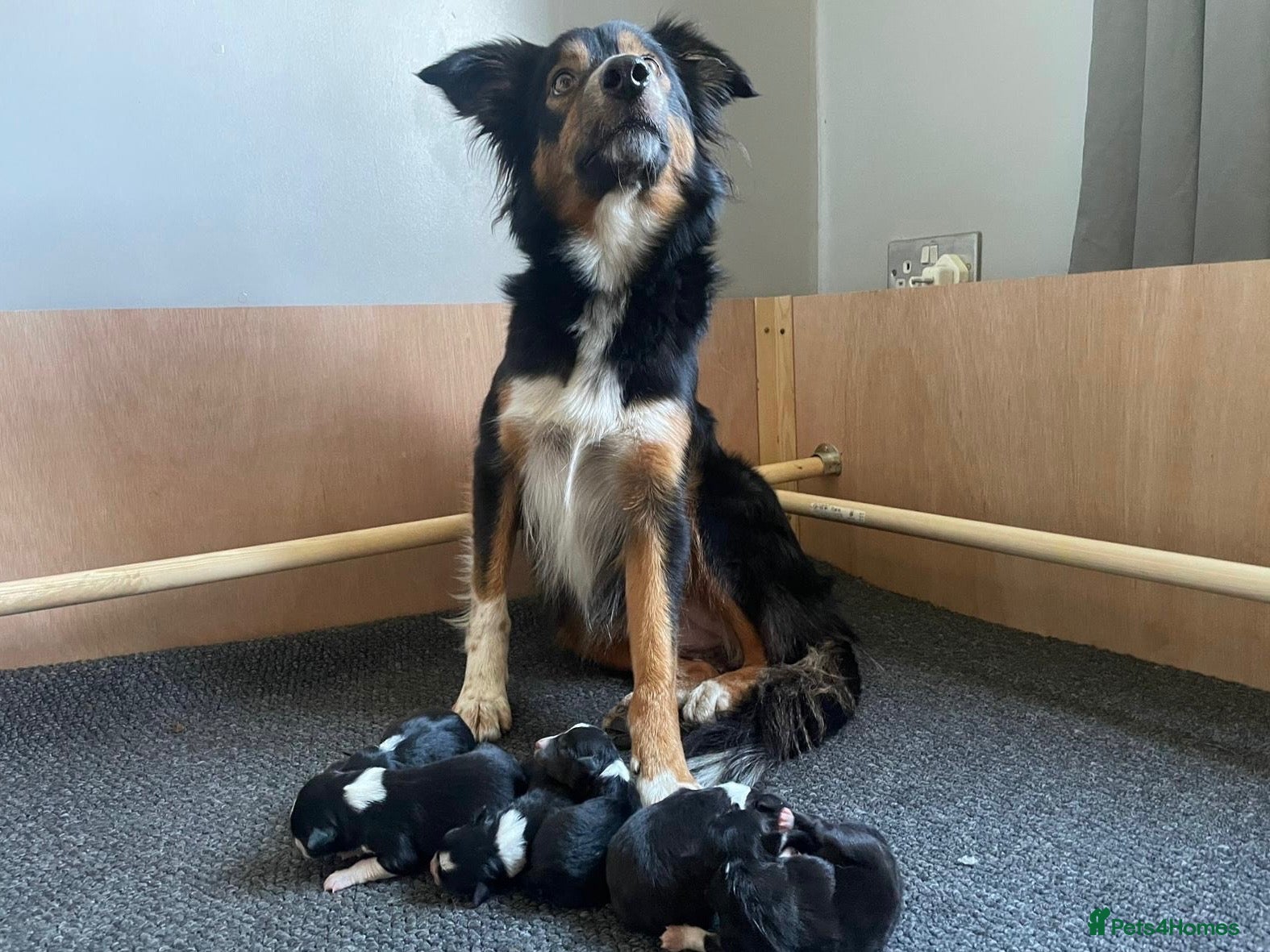 Border Collie dogs Border collie puppies  - Advert 1