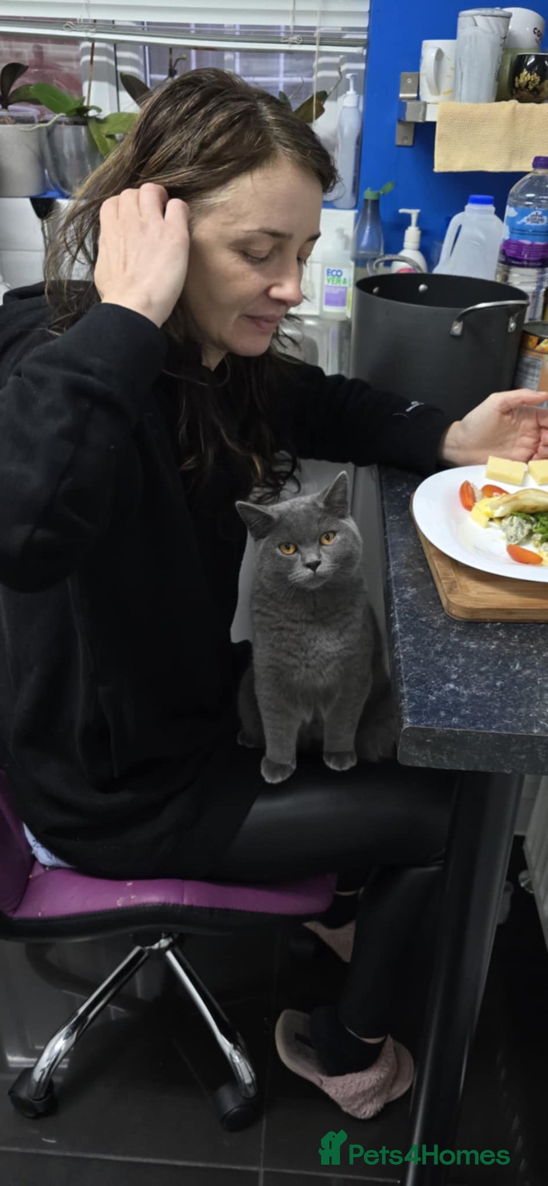 British Shorthair cats for sale: Stunning Rare Pedigree British Shorthair Brothers - Advert 13