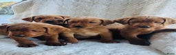 Labrador Retriever dogs for sale: KC Registered Fox Red Labrador puppies - Advert 4