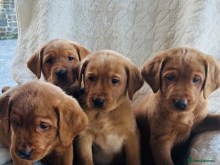 Labrador Retriever dogs KC Registered Fox Red Labrador puppies - Advert 1
