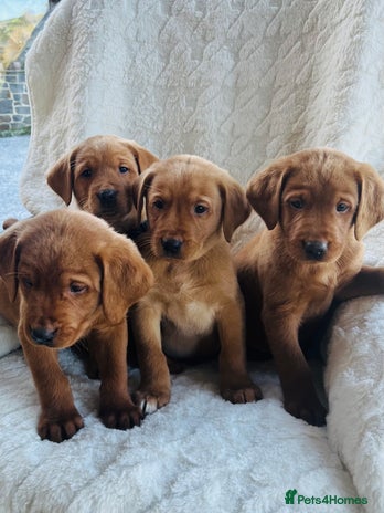 Labrador Retriever dogs KC Registered Fox Red Labrador puppies - Advert 1