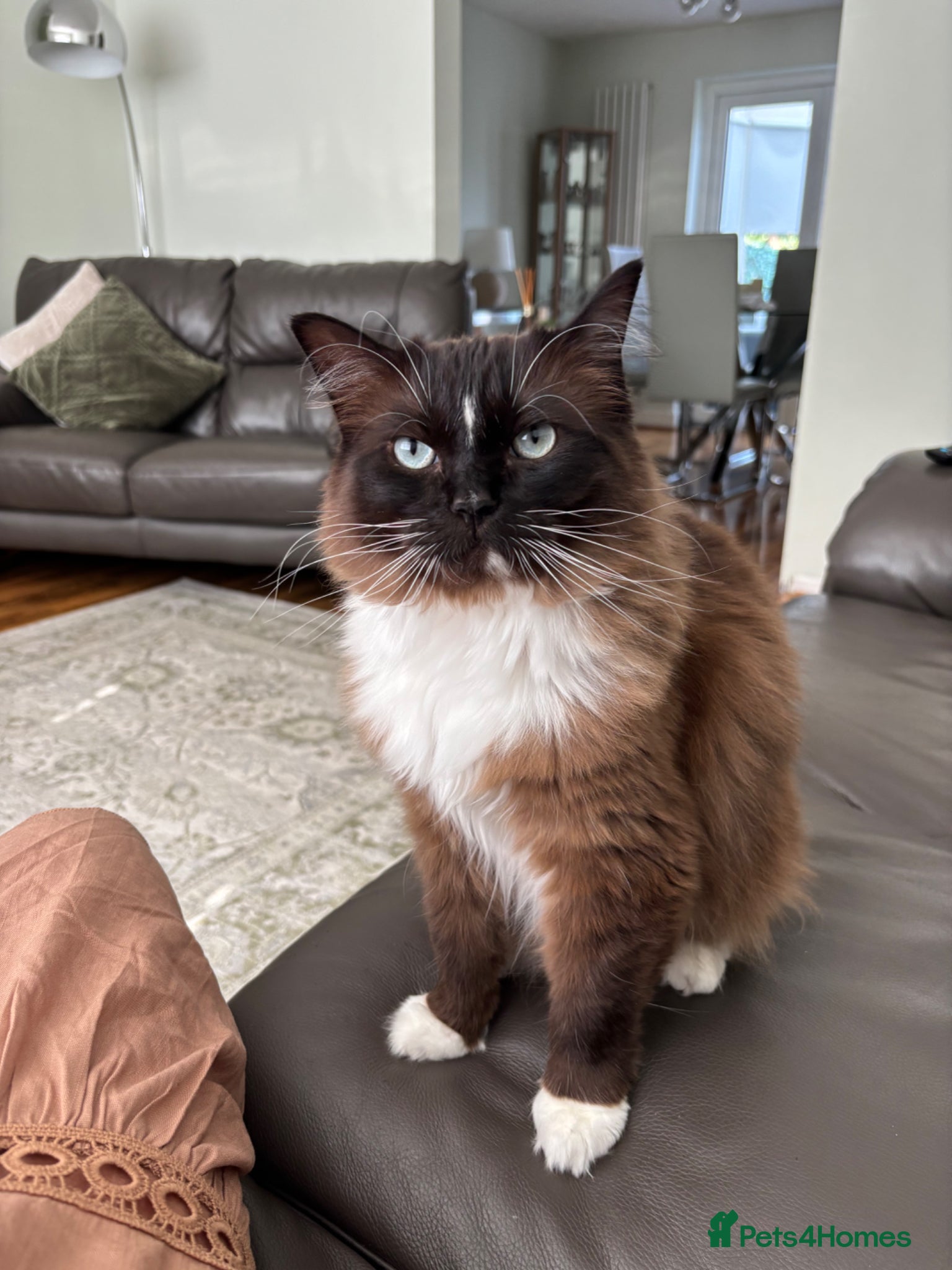 Ragdoll cats for sale: Ragdoll cat - Advert 3