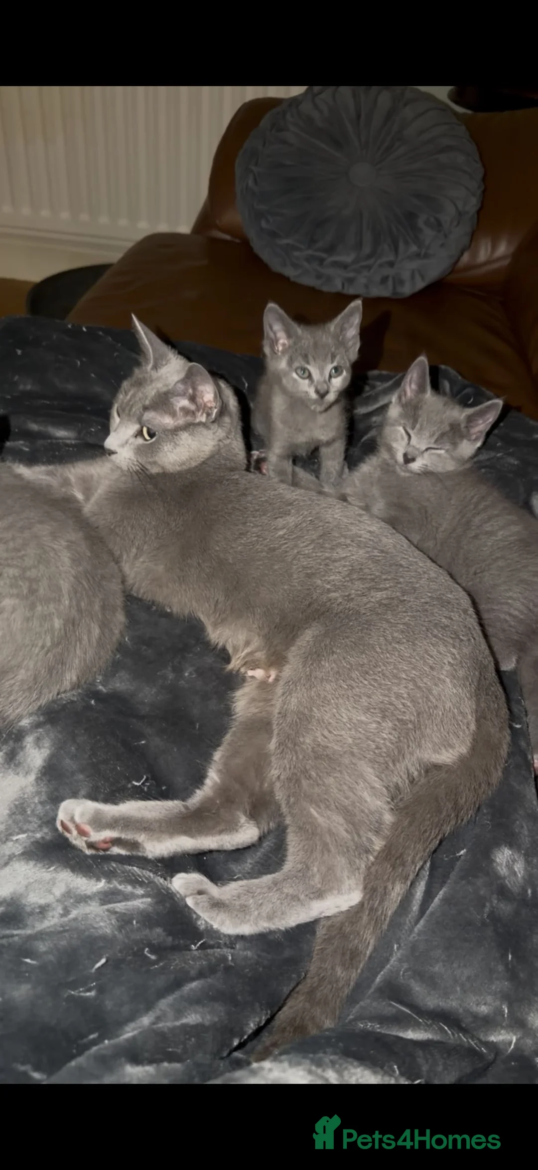 Russian Blue cats for sale: 1girl left Russian blue kitten Champion bloodline  - Advert 2