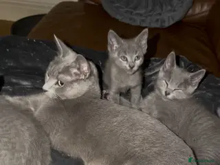 Russian Blue cats 1girl left Russian blue kitten Champion bloodline - Advert 2