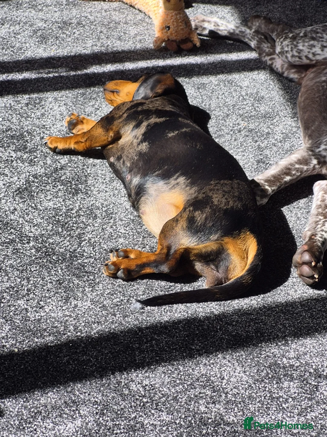 Miniature Dachshund dogs for sale: Mini Dachshund short haired  - Advert 1