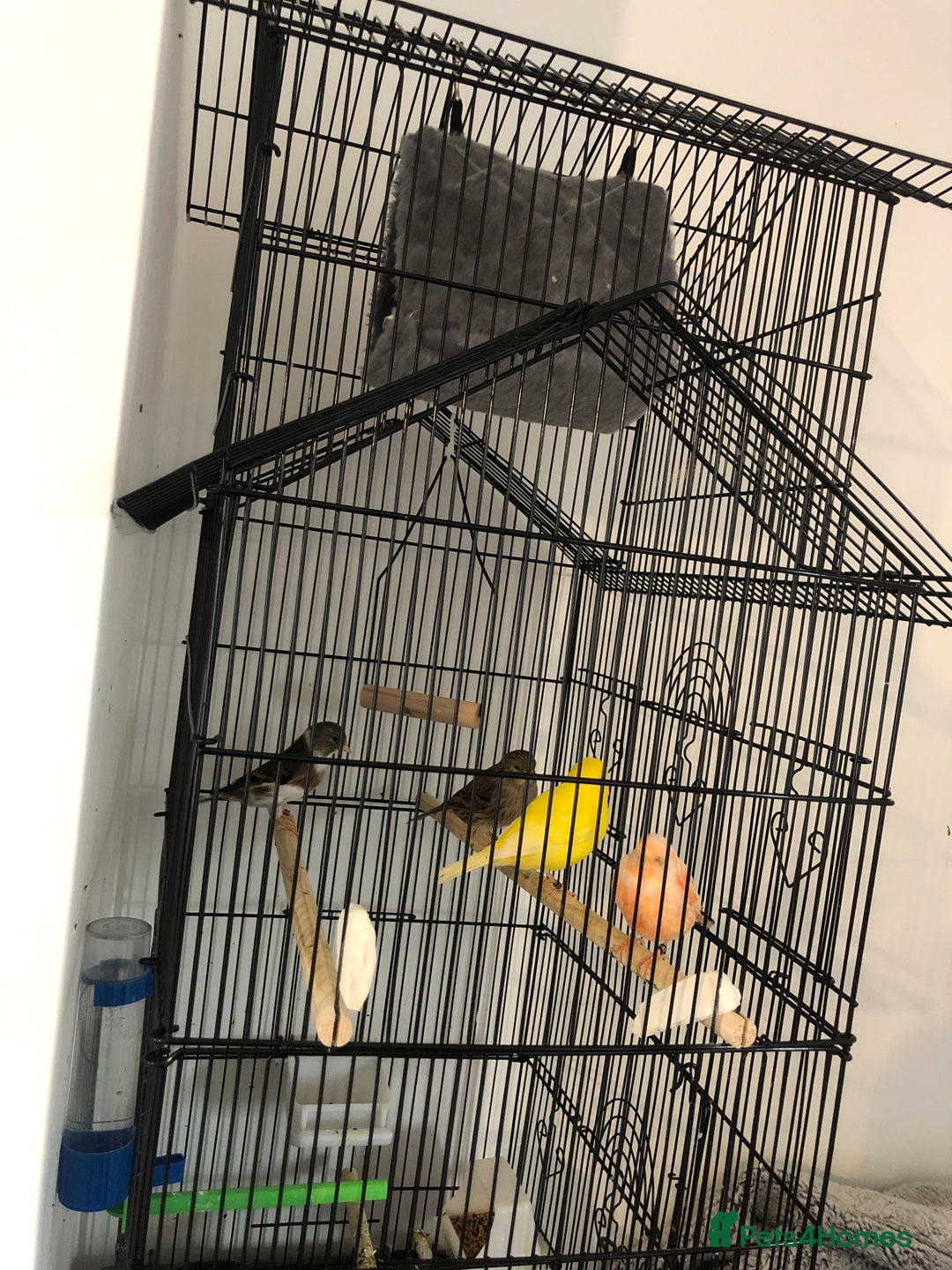 Canaries birds for sale: 3 canaries 1 gold finch mule  - Advert 1