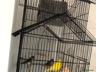 Canaries birds 3 canaries 1 gold finch mule - Advert 1