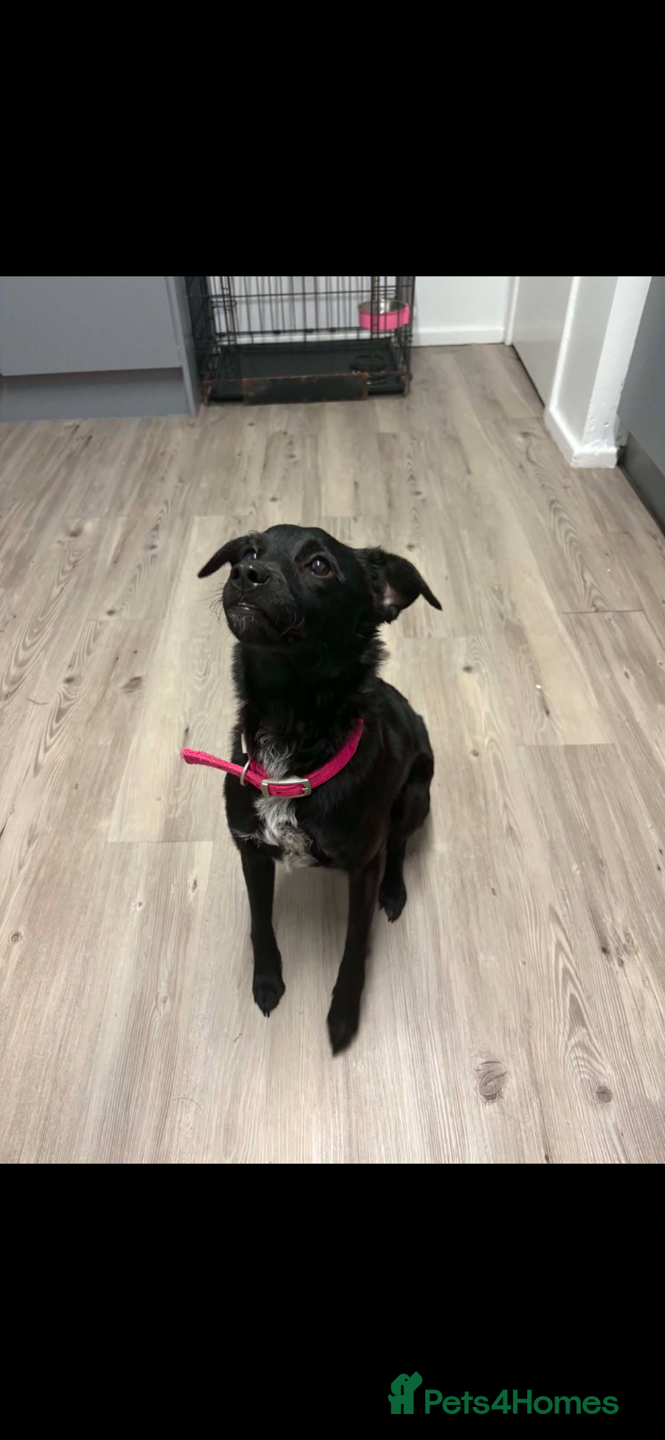 Patterjack dogs for sale: Stella (female) - Advert 2