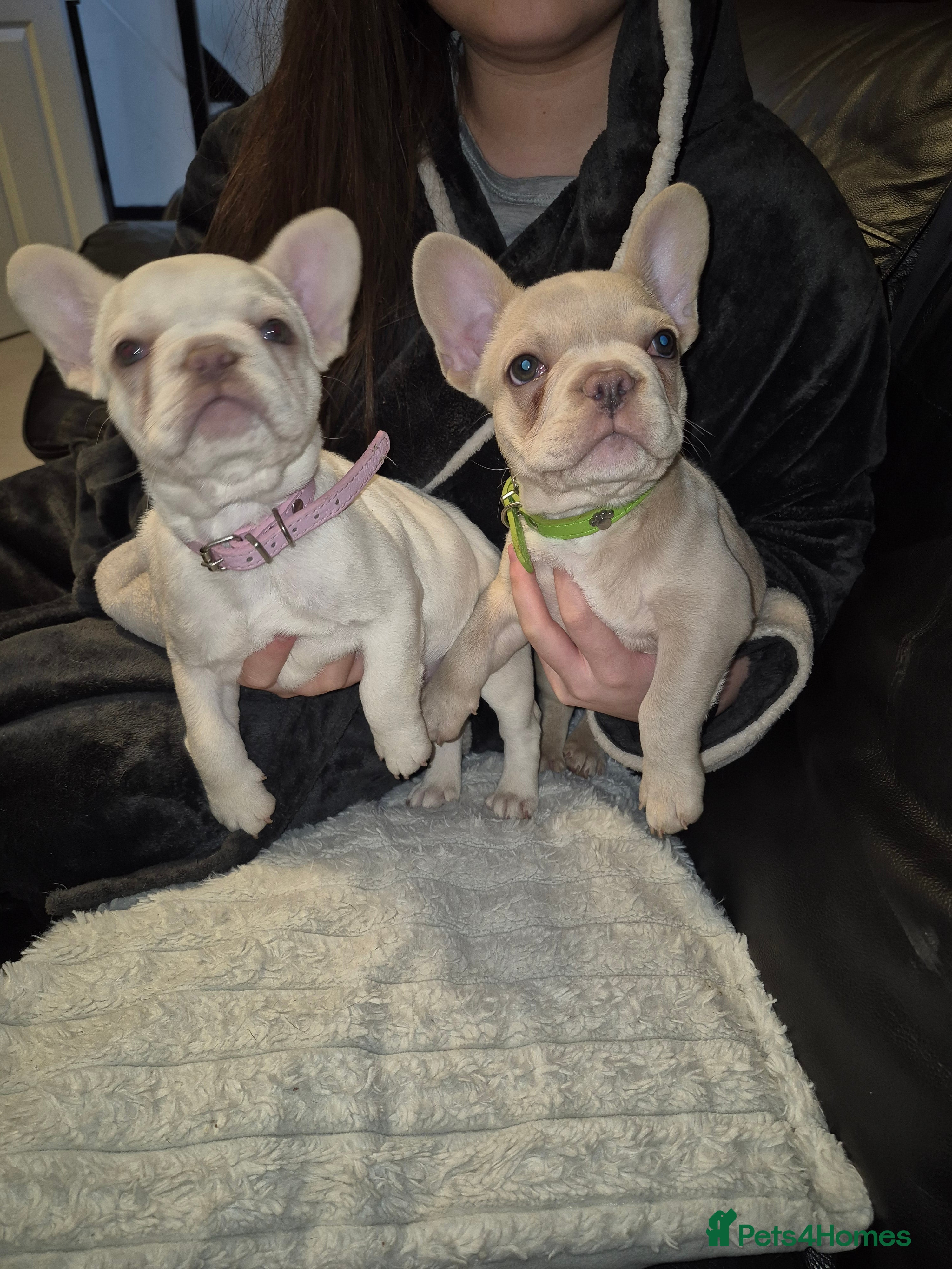 French Bulldog dogs Stunning DWKC French Bulldogs  - Advert 9