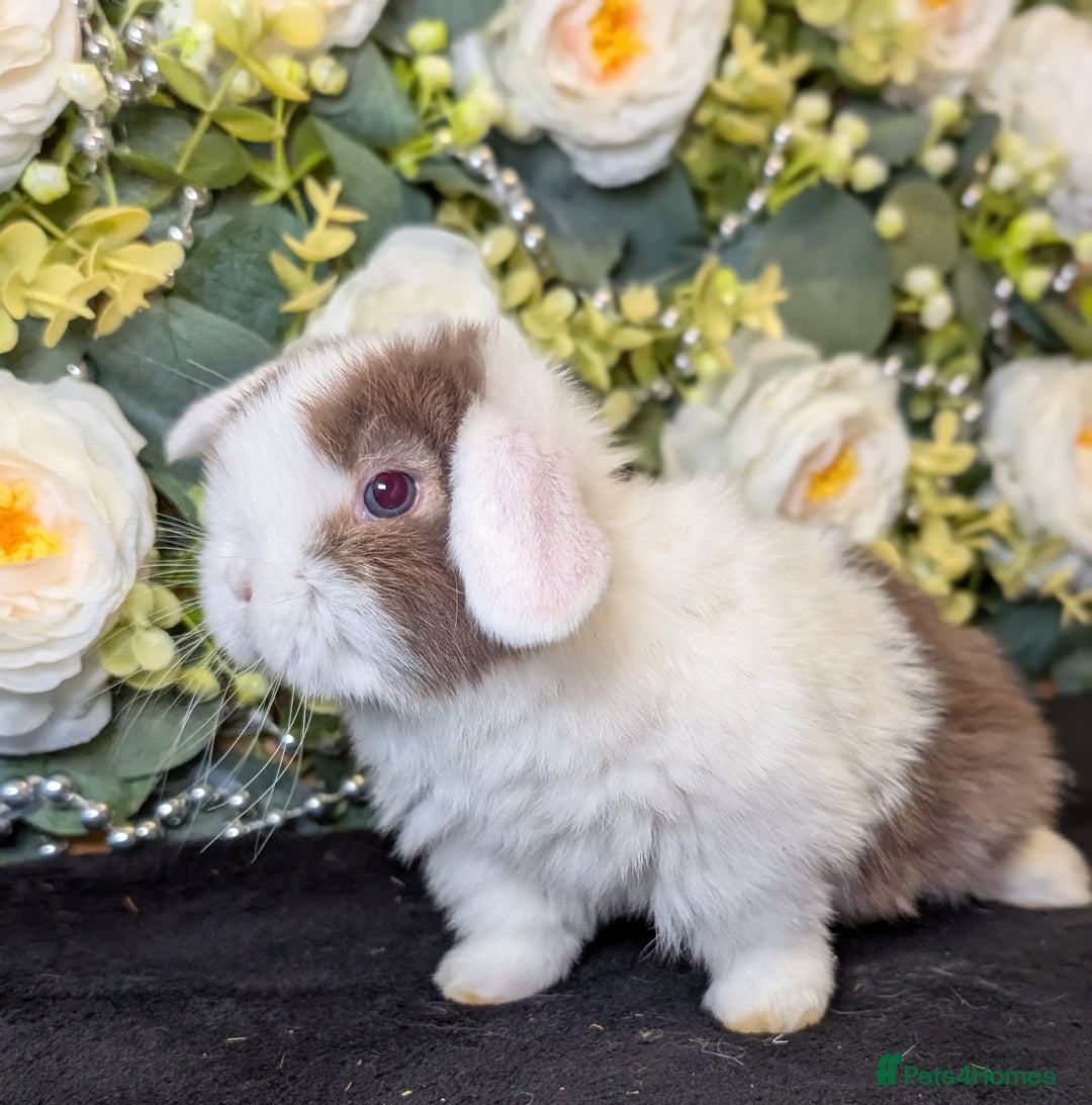 Mini Lop rabbits for sale: ❤️Stunning mini lop babies❤️ - Advert 27