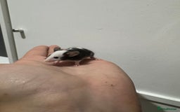 Mouse rodents for sale: Male mice for sale  - Image 3