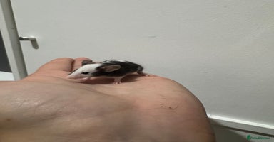 Mouse rodents - Advert 3