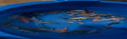 Koi Carp fish for sale: 3-4 inch Koi - Advert 2
