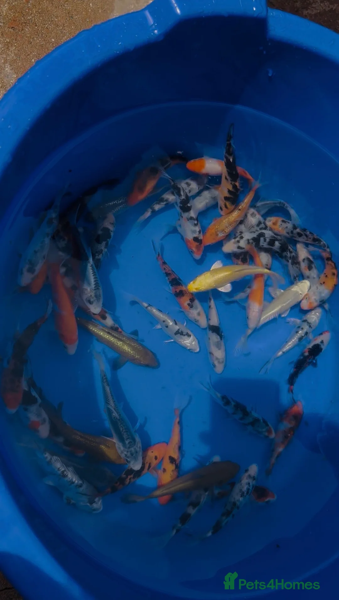 Koi Carp fish for sale: 3-4 inch Koi - Advert 2