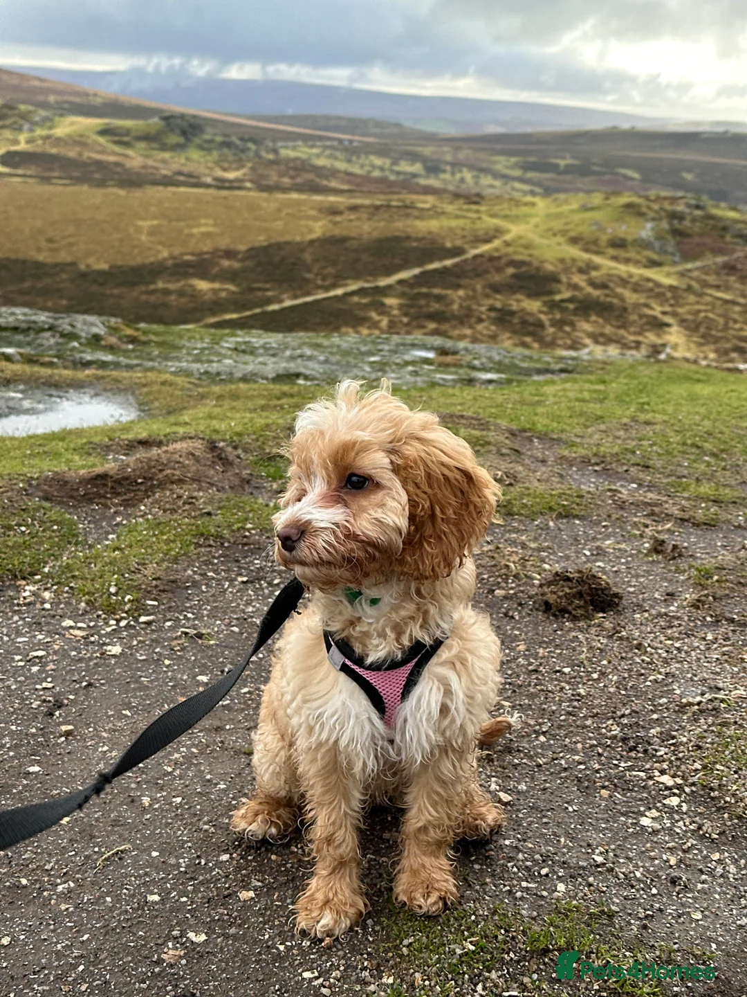 Cockapoo dogs for sale: 4-Month-Old Cockapoo Puppy Looking forForever Home - Advert 3