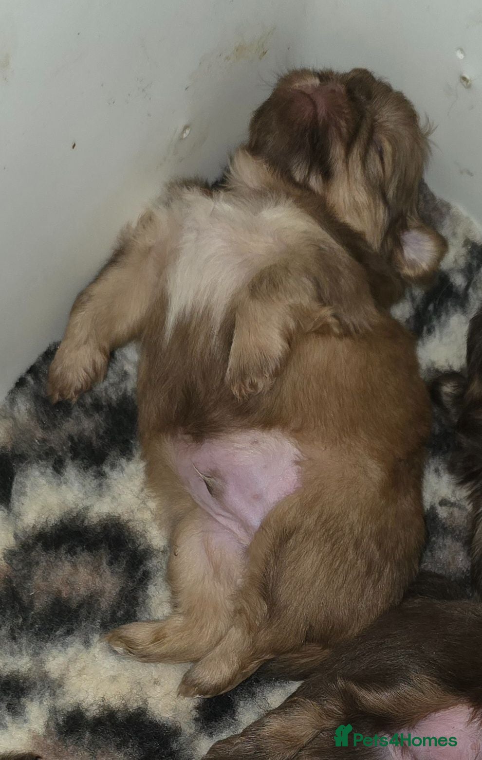 Shih Tzu dogs Imperial Chocolate Shih Tzu puppies - Advert 2