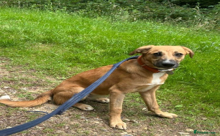 Mixed Breed dogs - Advert 14