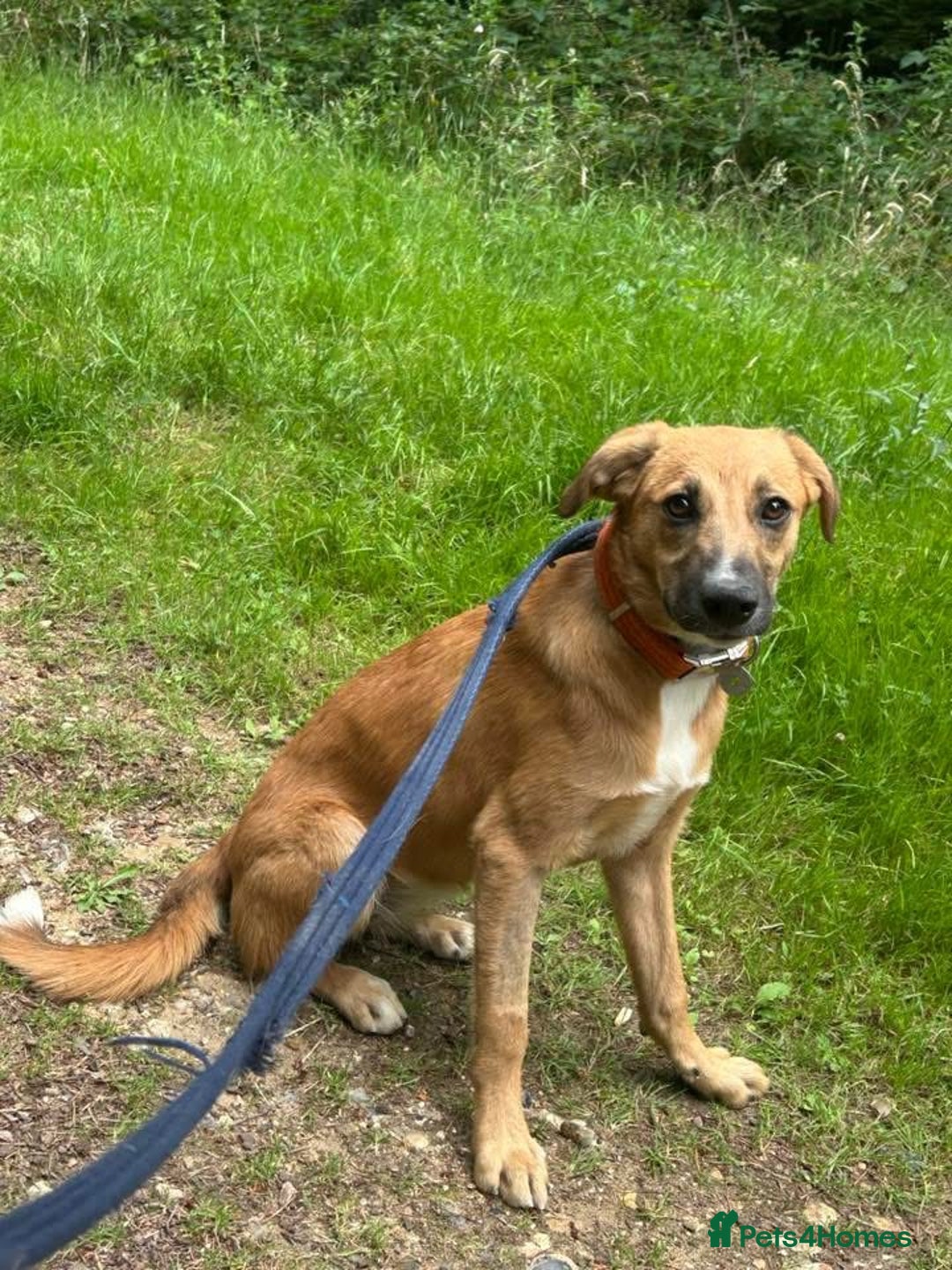 Mixed Breed dogs for adoption: Laska - Norwich Norfolk  - Image 1