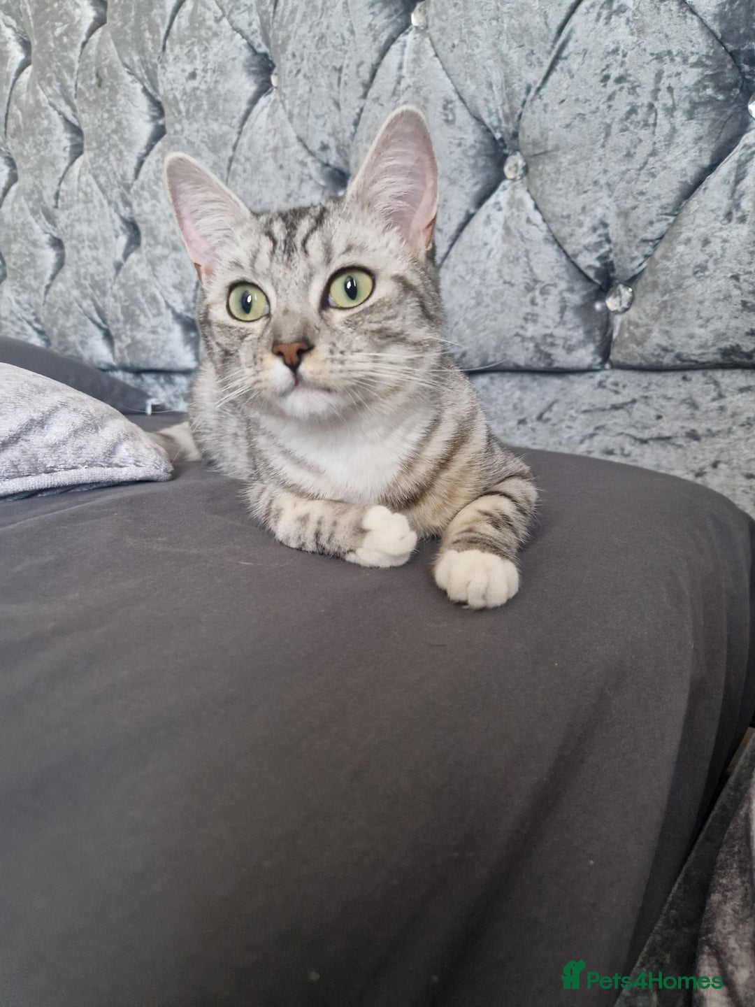 British Shorthair cats for sale: Our beautiful 2 !  - Image 5