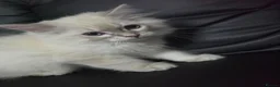 Persian cats for sale: Persain chinchilla blue eyes colourpoint kittens   - Advert 9