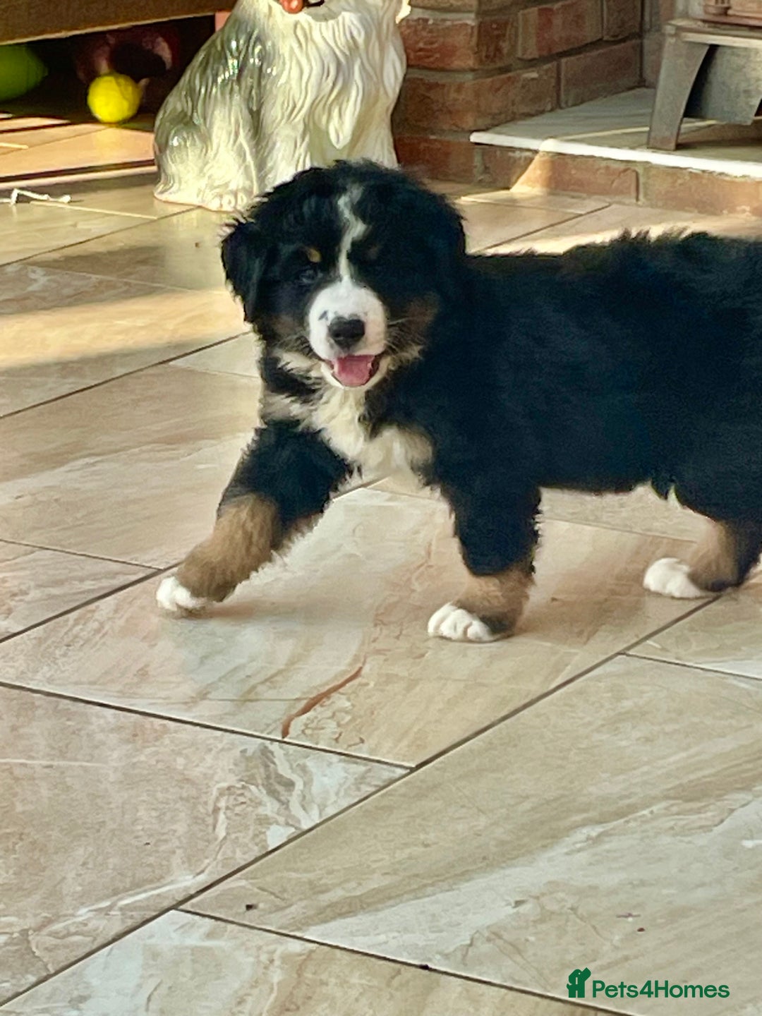 Bernese Mountain Dog dogs for sale: Beutiful girls and boys available  - Image 6