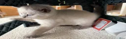 British Shorthair cats for sale: Britishshort hair Pedigree Kittens | DNA Clear  - Advert 20