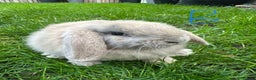 Mini Lop rabbits for sale: Mini Lop Rabbits For Sale  - Advert 11