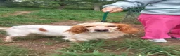English Setter dogs for adoption: Vinnie in Worthing - Advert 4