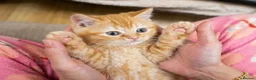 British Shorthair cats for sale: Beautiful British Shorthair & Longhair Kittens - Advert 10