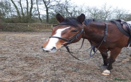 Other Breed horses for sale: 15.1 Welsh x thoroughbred  - Image 25
